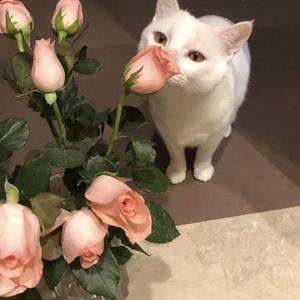 日韩ticktick挠双乳丨∨K
